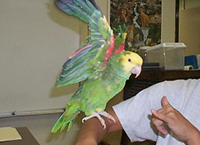 Parrot in visible light