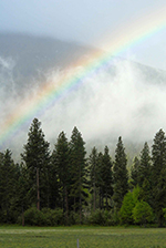 Rainbow rising over a misty forest