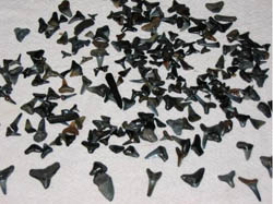 Duilia's 10 million year old shark teeth from Venice, Florida