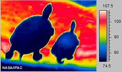 Turtles in infrared light